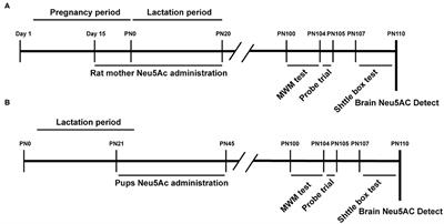 Maternal Neu5Ac Supplementation During Pregnancy Improves Offspring Learning and Memory Ability in Rats